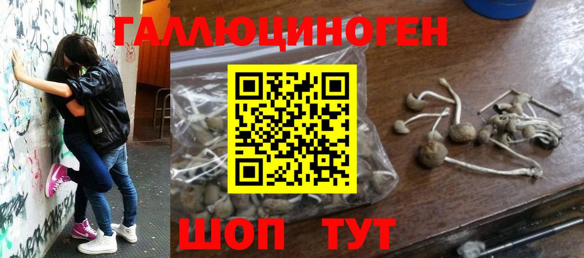 Галлюциногенные грибы Psilocybine cubensis Щёлково